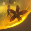 Flower in Cretaceous Amber, The Natural Canvas