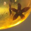 Flower in Cretaceous Amber, The Natural Canvas