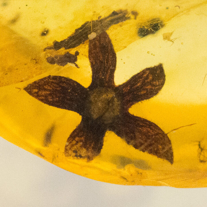 Flower in Cretaceous Amber