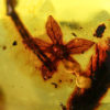 Flower in Cretaceous Amber, The Natural Canvas
