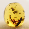 Flower in Cretaceous Amber, The Natural Canvas