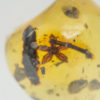 Flower in Cretaceous Amber, The Natural Canvas