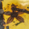 Flower in Cretaceous Amber, The Natural Canvas