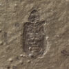 Beetle - Image 2