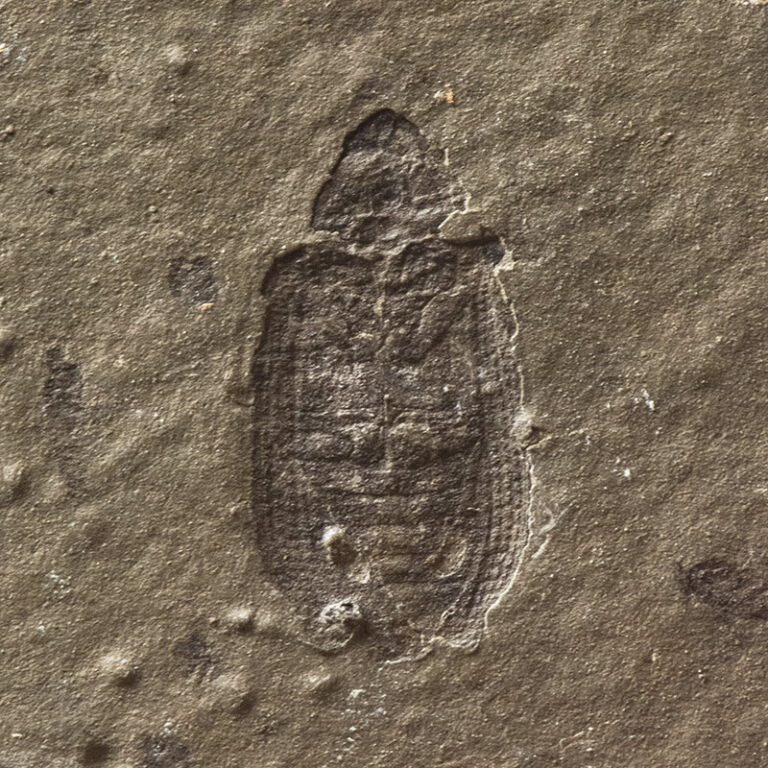 Beetle