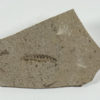 Insect - Image 2