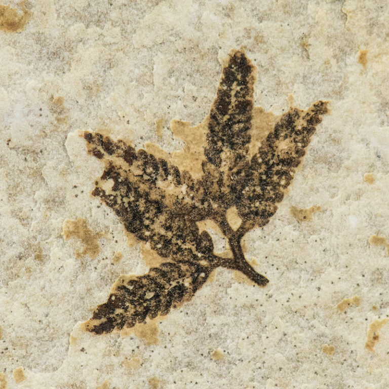 Lygodium fruiting organ