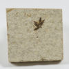 Lygodium fruiting organ - Image 2
