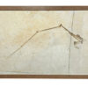 Rhamphorhynchus sp. - Image 2