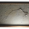 Rhamphorhynchus sp. - Image 3