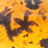 Flower in Cretaceous Amber - Image 3