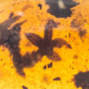 Flower in Cretaceous Amber, The Natural Canvas