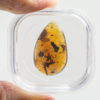 Flower in Cretaceous Amber - Image 2