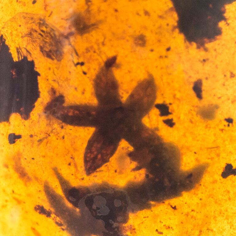 Flower in Cretaceous Amber