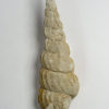 Turrilites costatus - Image 2