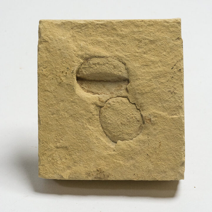 Quercus sp.