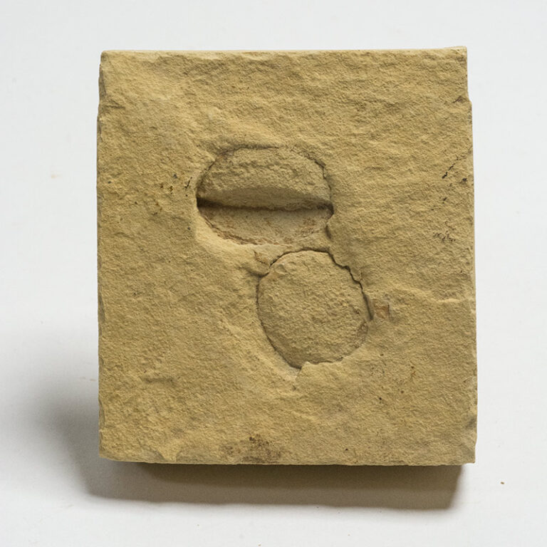Quercus sp.