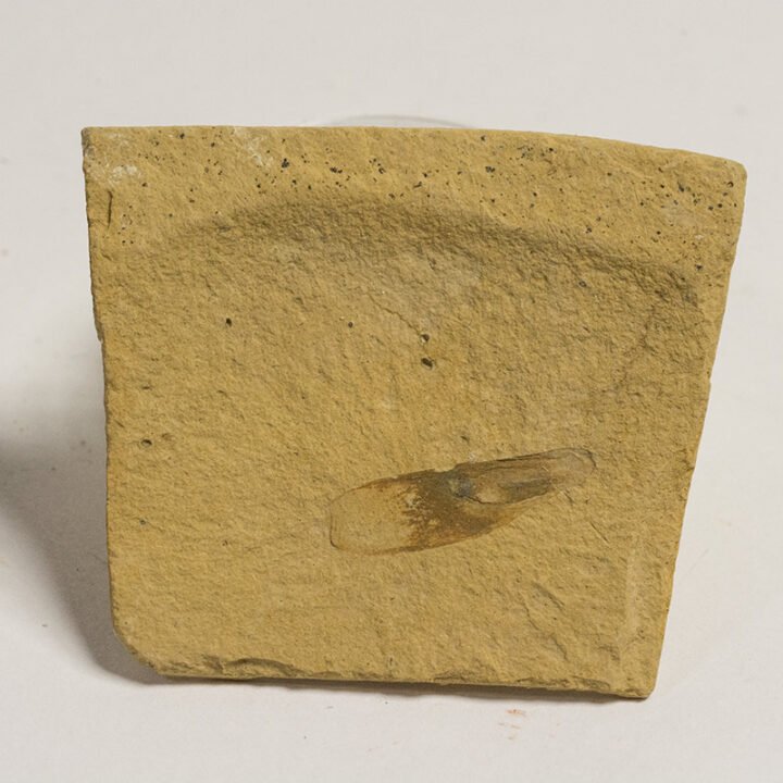 Winged Seed