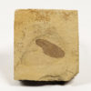 Winged Seed - Image 2