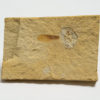 Winged Seed and nut - Image 2