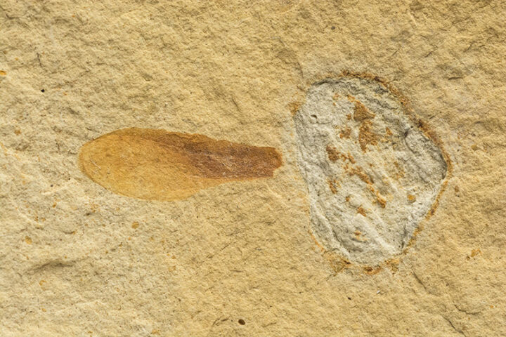 Winged Seed and nut