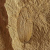 Nut - Image 2