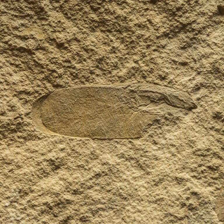 Winged Seed and small leaf