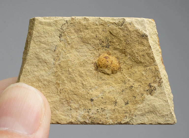 Miocene Nut from Oregon, The Natural Canvas