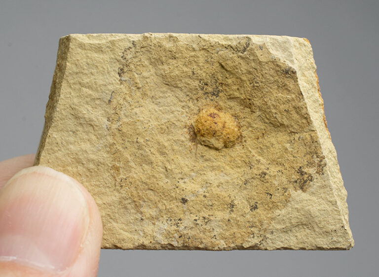 Miocene Nut from Oregon