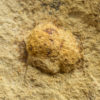 Miocene Nut from Oregon, The Natural Canvas