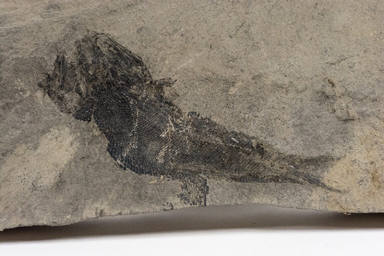 Palaeoniscus frieslebenensis
