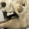 Giant Sloth &#8211; Megatherium sp., The Natural Canvas