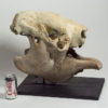 Giant Sloth - Megatherium sp. - Image 7