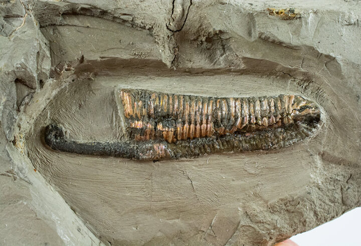 Beautiful heteromorph - Hamites attenuatus