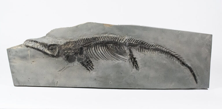 Mixosaurus sp.