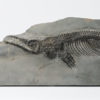 Mixosaurus sp. - Image 6