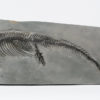 Mixosaurus sp., The Natural Canvas