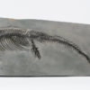 Mixosaurus sp. - Image 5