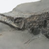 Mixosaurus sp., The Natural Canvas