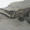 Mixosaurus sp. - Image 4