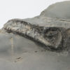 Mixosaurus sp. - Image 3