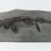 Mixosaurus sp. - Image 2