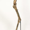 Ornithomimus sp. - Image 8