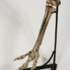 Ornithomimus sp., The Natural Canvas