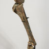 Ornithomimus sp. - Image 7