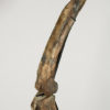 Ornithomimus sp. - Image 6