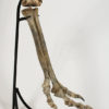 Ornithomimus sp. - Image 5