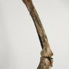 Ornithomimus sp. - Image 3