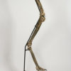 Ornithomimus sp., The Natural Canvas