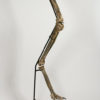 Ornithomimus sp. - Image 12